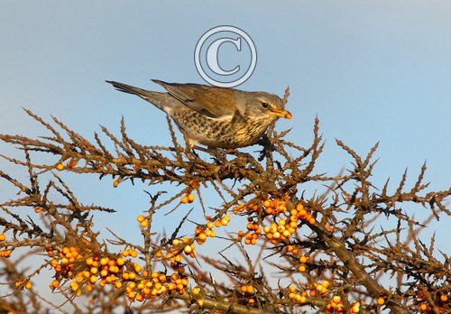 Fieldfare in Sea Buckthorn 2 DM0160